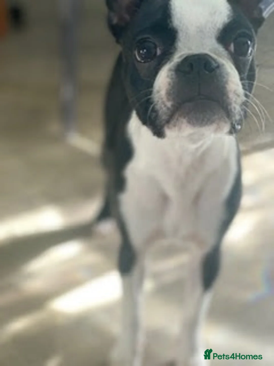 Boston Terrier dogs for stud: Boston Terrier required  - Advert 5