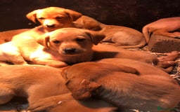 Labrador Retriever dogs for sale: chunky kc registered labrador pups - Image 1