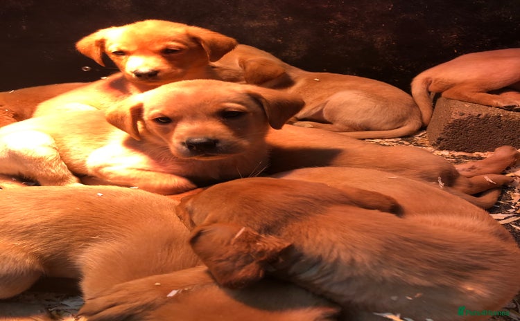 Labrador Retriever dogs - Advert 1