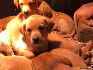 Labrador Retriever dogs - Advert 5