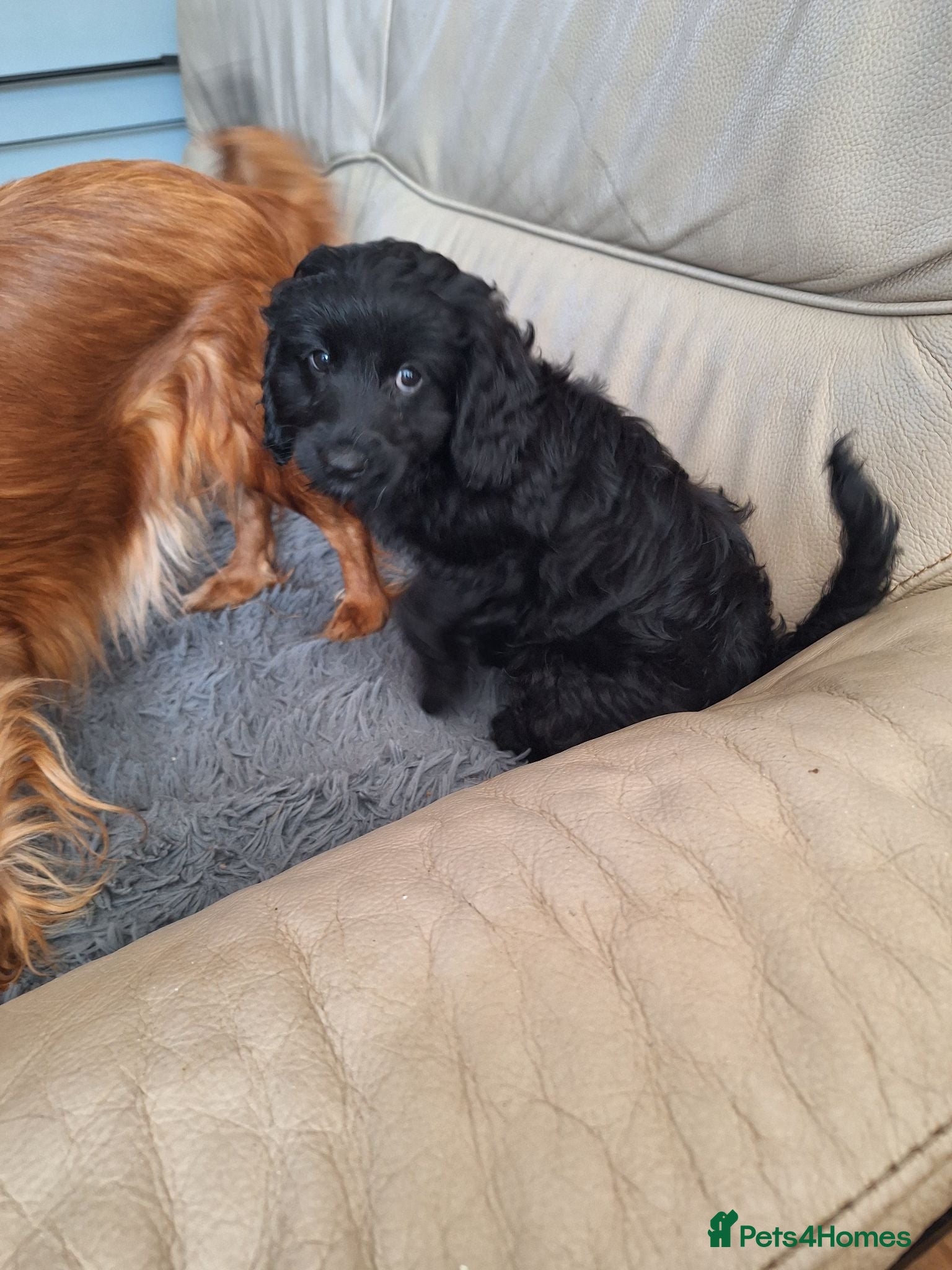 Cavapoo dogs REDUCED F1 CAVAPOO READY NOW  - Advert 2