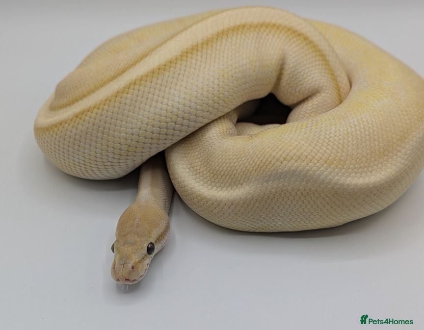 Python Snake reptiles Last few royals need moving on asap - Advert 1