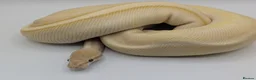 Python Snake reptiles for sale: Last few royals need moving on asap - Advert 1