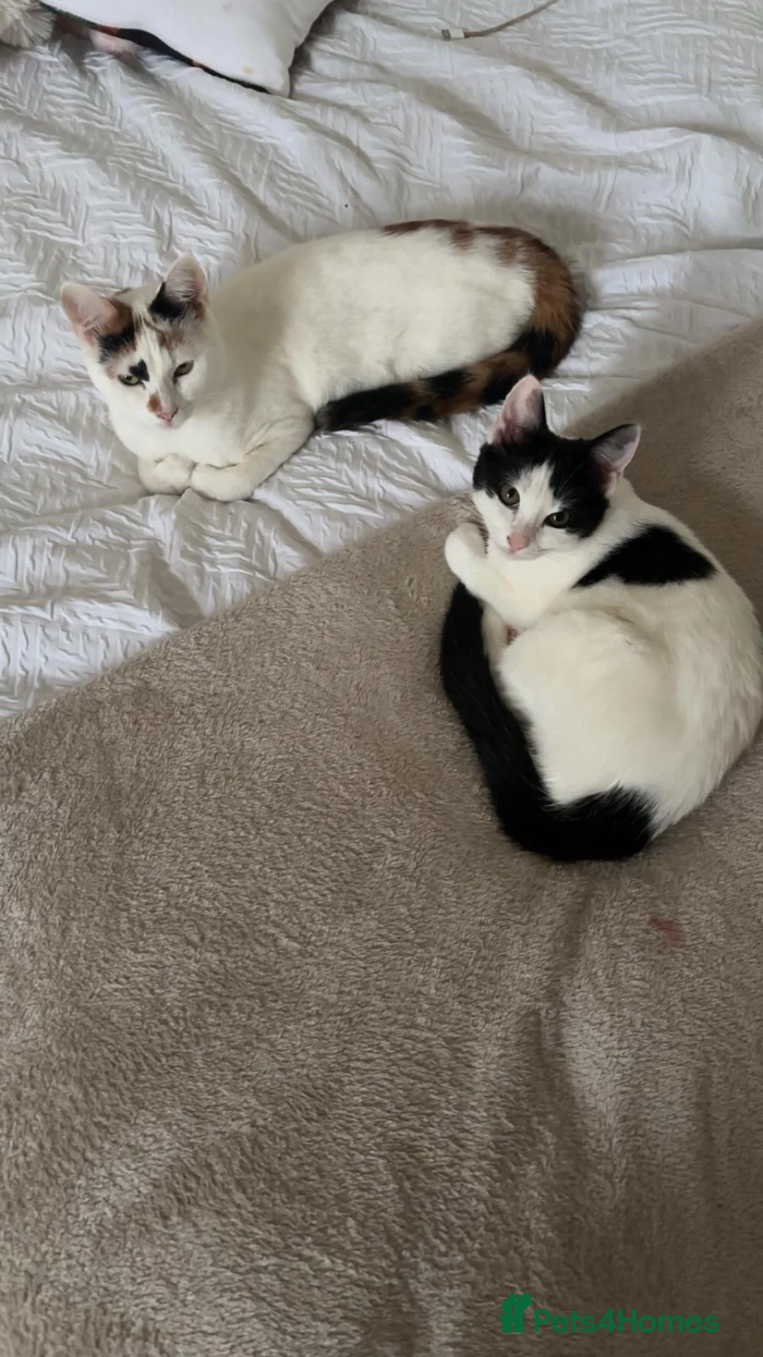 American Shorthair cats for sale: Black and white shorthair kitten  - Advert 2