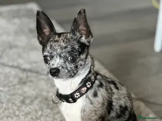 Chihuahua dogs Chihuahua - Advert 1