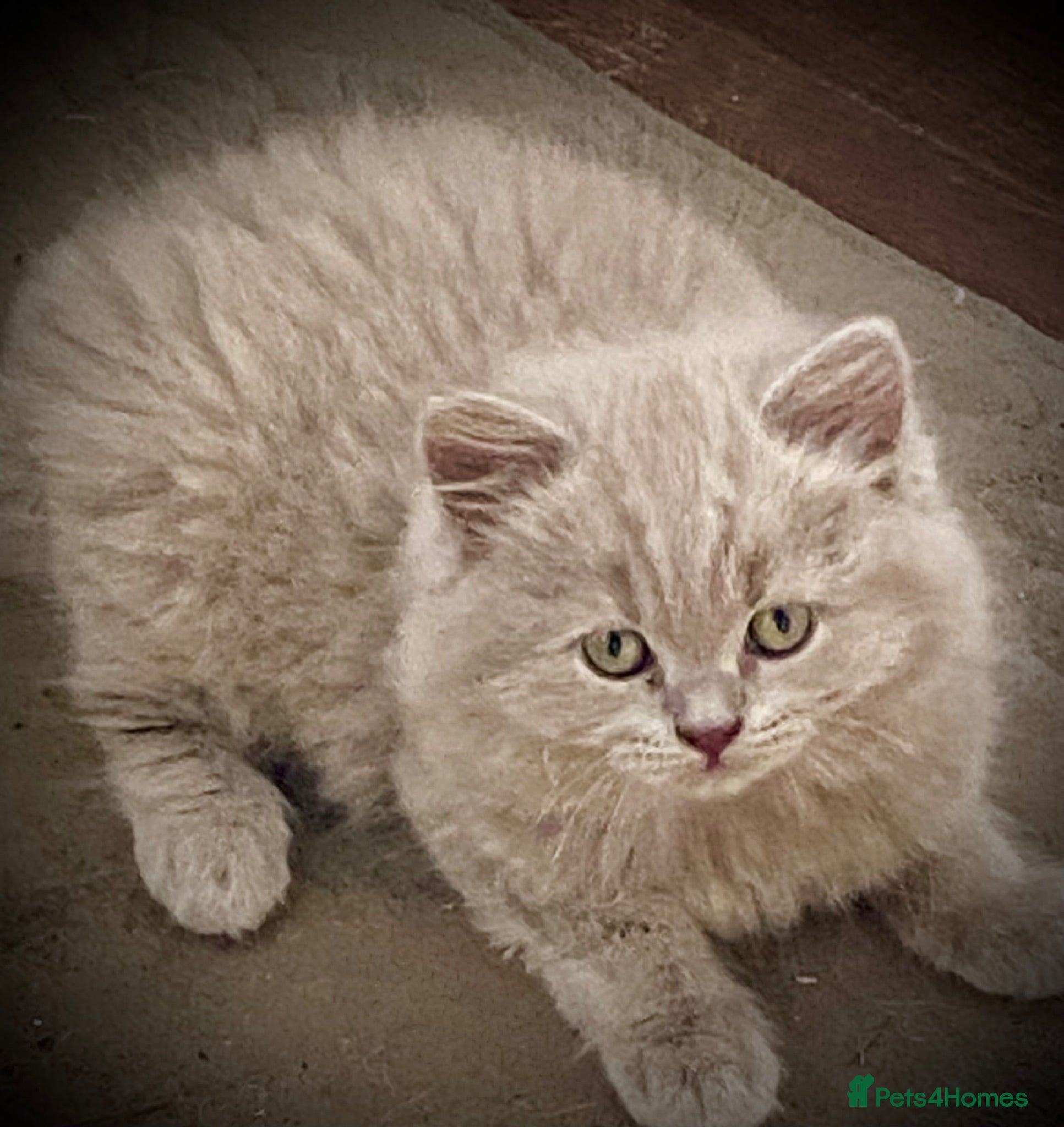 British Shorthair cats Pure British shorthair kittens Genetically tested - Advert 3