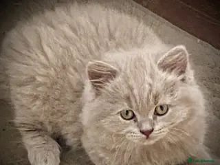 British Shorthair cats Pure British shorthair kittens Genetically tested - Advert 3