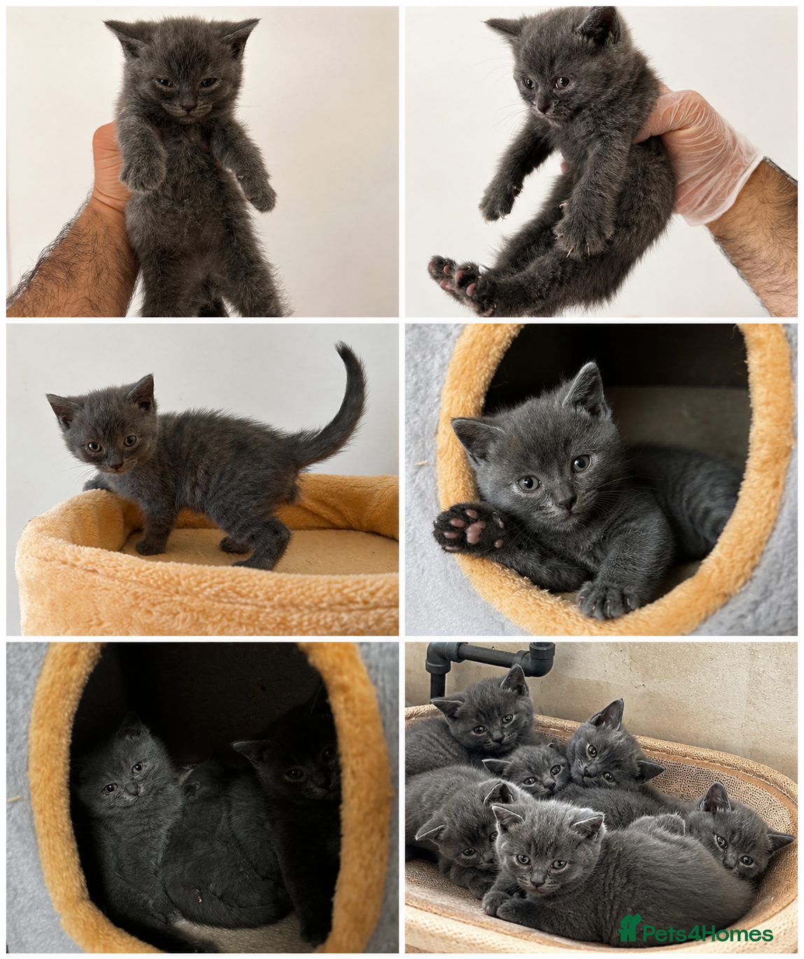 British Shorthair cats British Shorthair kittens - Advert 14