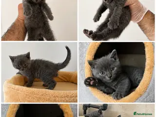 British Shorthair cats British Shorthair kittens - Advert 14