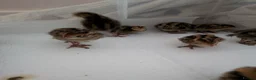 Quail poultry for sale: Coturnix Quail - chicks and adults - Advert 3