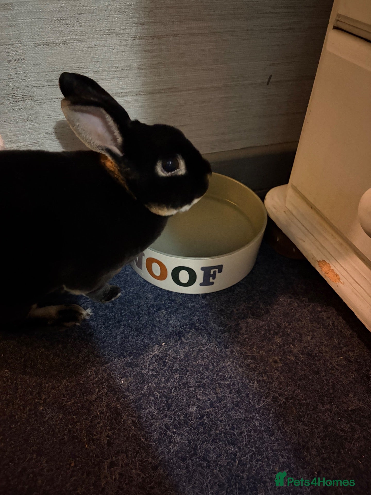 Rex rabbits Free - Cherry the house rabbit (mini Rex) - Advert 1
