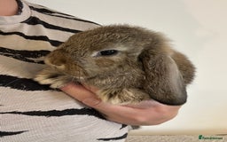 Mini Lop rabbits for sale: Mini lop babies  - Image 1