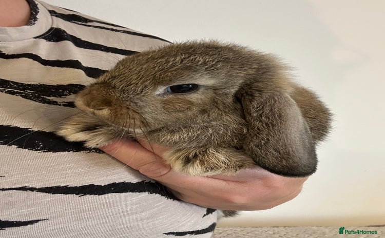 Mini Lop rabbits - Advert 17