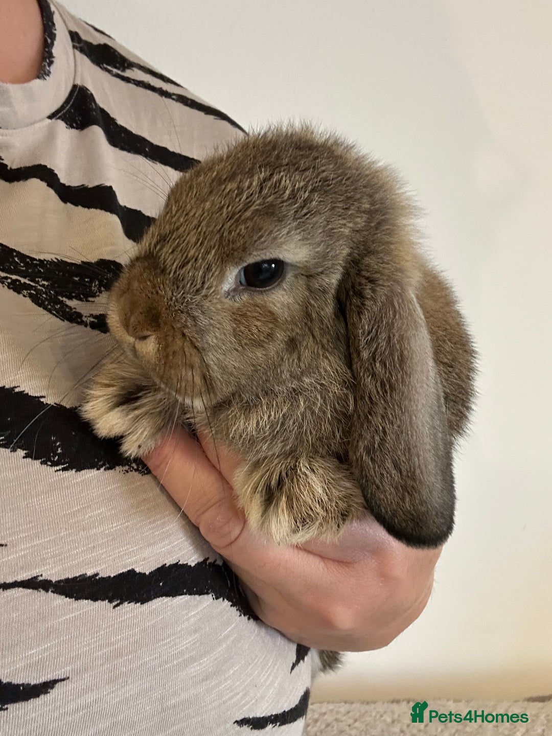 Mini Lop rabbits for sale: Mini lop babies  - Image 1