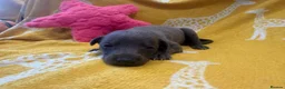 Whippet dogs for sale: Stunning kc reg blue whippet pups  - Advert 14