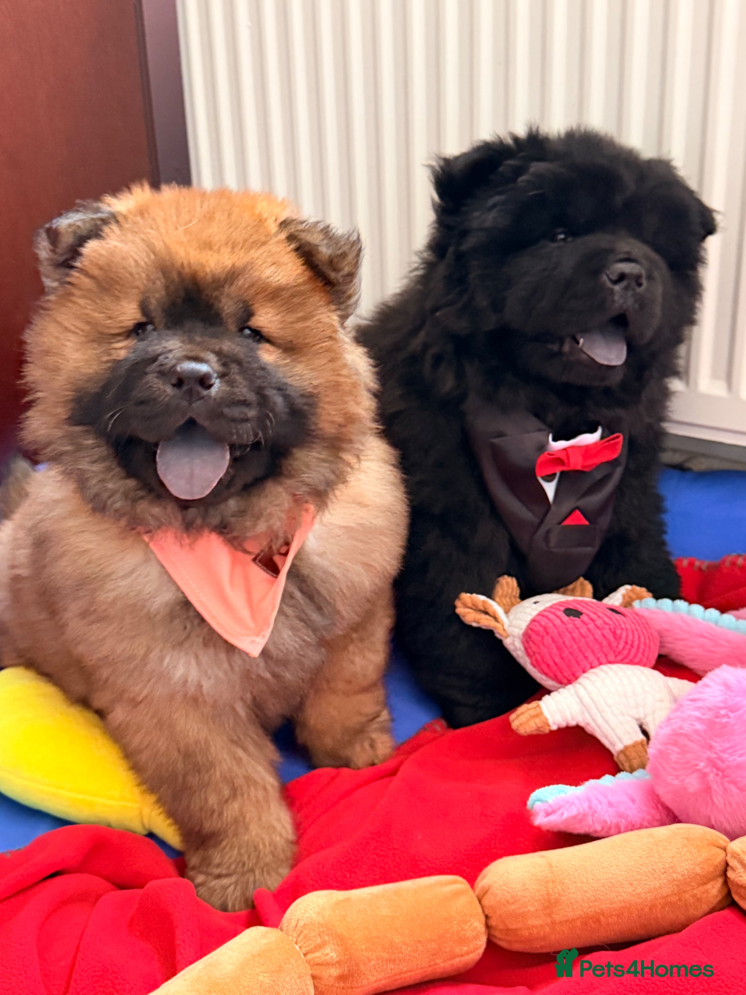 Chow Chow dogs for sale: Fluffy bears ready to go ❤️ in Lampeter - Advert 5