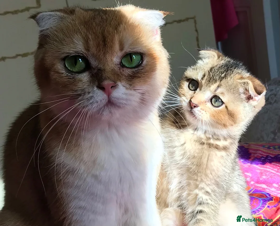 Scottish Fold cats for sale: One last Scottish Fold male kitten - Advert 5
