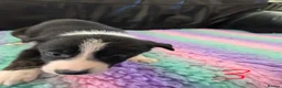 Border Collie dogs for sale: Border collie pup's  - Advert 3