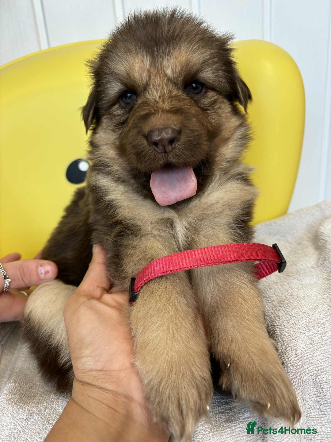 German Shepherd dogs for sale: READY TO leave 1 left German Shepherd kc reg pups - Advert 35