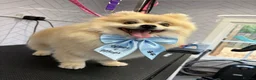 Pomeranian dogs for sale: Pomeranian £0 - Advert 2