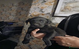 Labrador Retriever dogs for sale: Beautiful lab puppies for sale  - Image 2