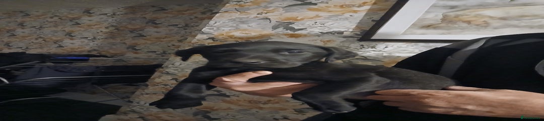 Labrador Retriever Puppy 1