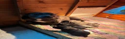Staffordshire Bull Terrier dogs for sale: Staffordshire bull terrier Pups  - Advert 2