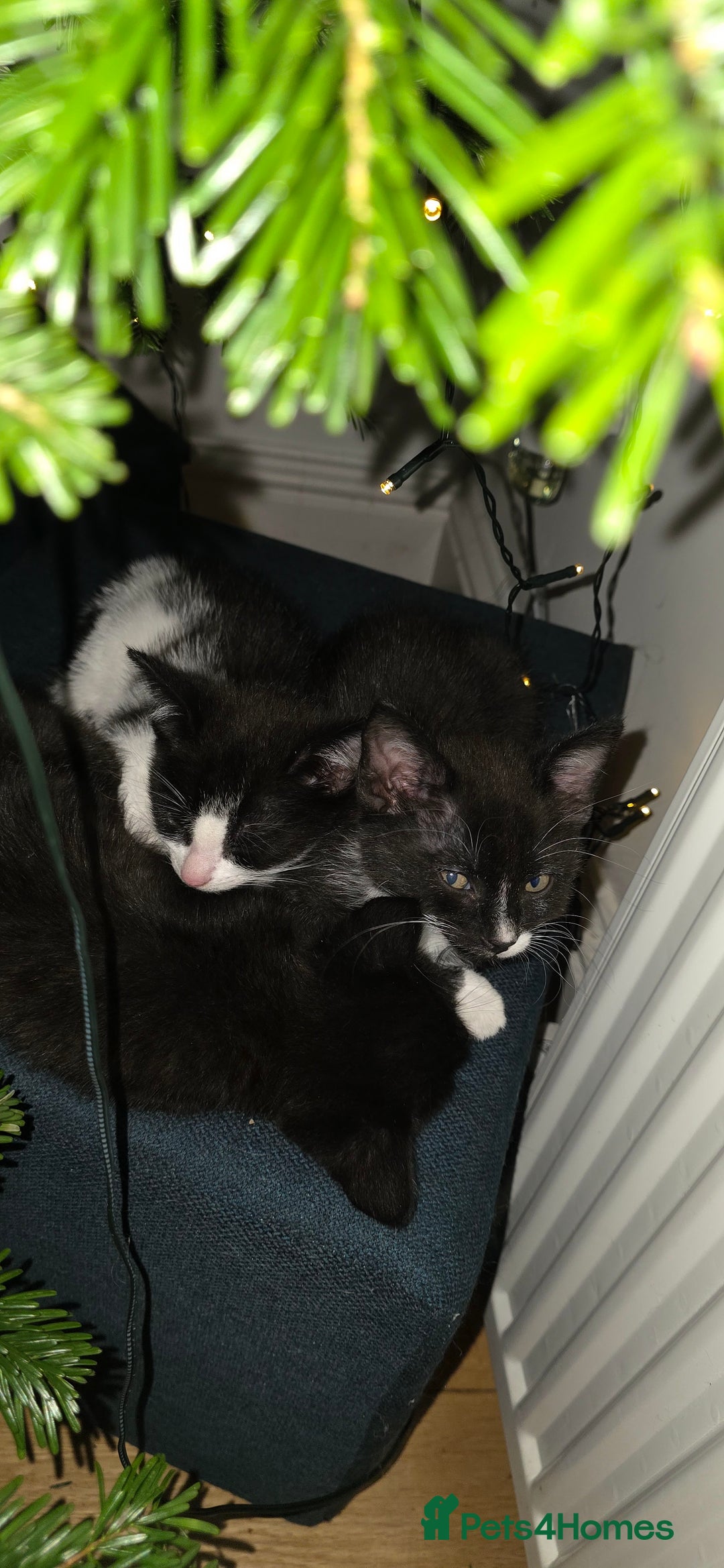 Mixed Breed cats for sale: Kittens  - Advert 2