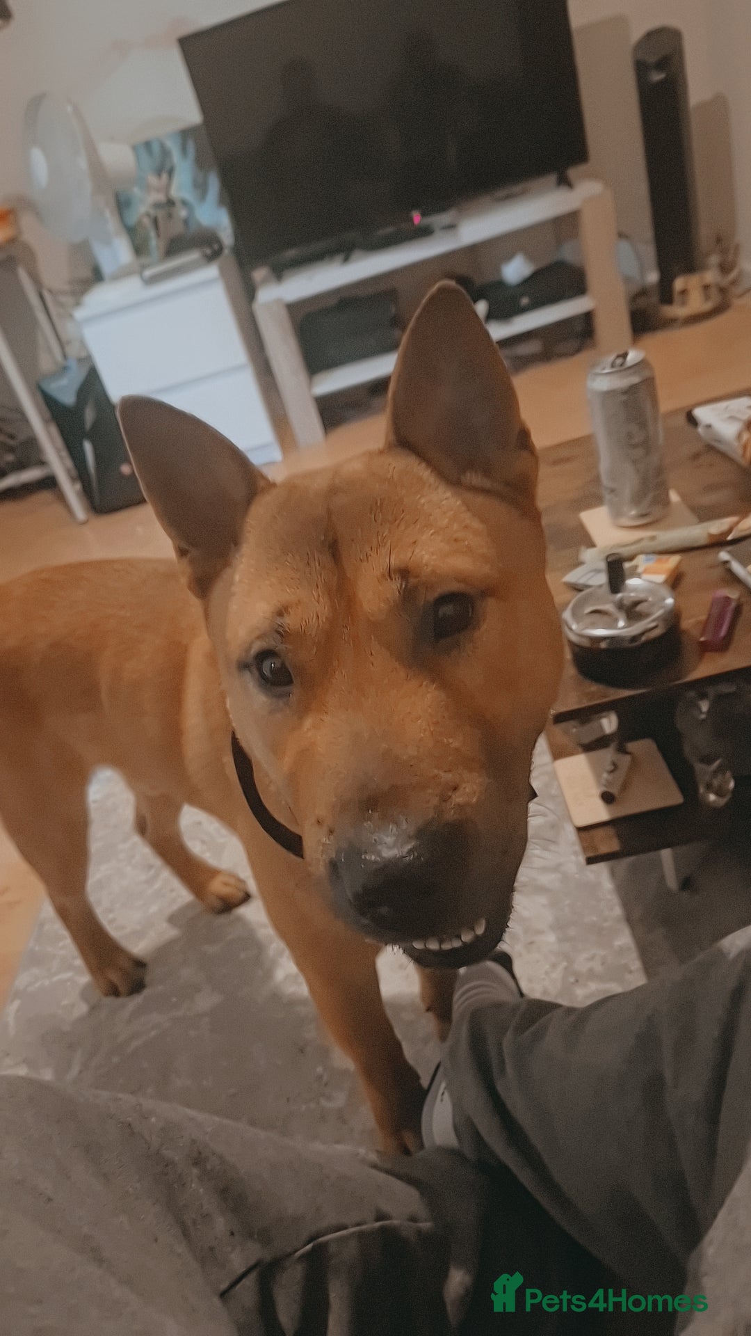 Mixed Breed dogs for sale: English bull terrier x Chow Chow  - Advert 2