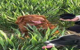 English Springer Spaniel dogs for sale: Male sprocker spaniel, Two years old, red colour  - Image 3