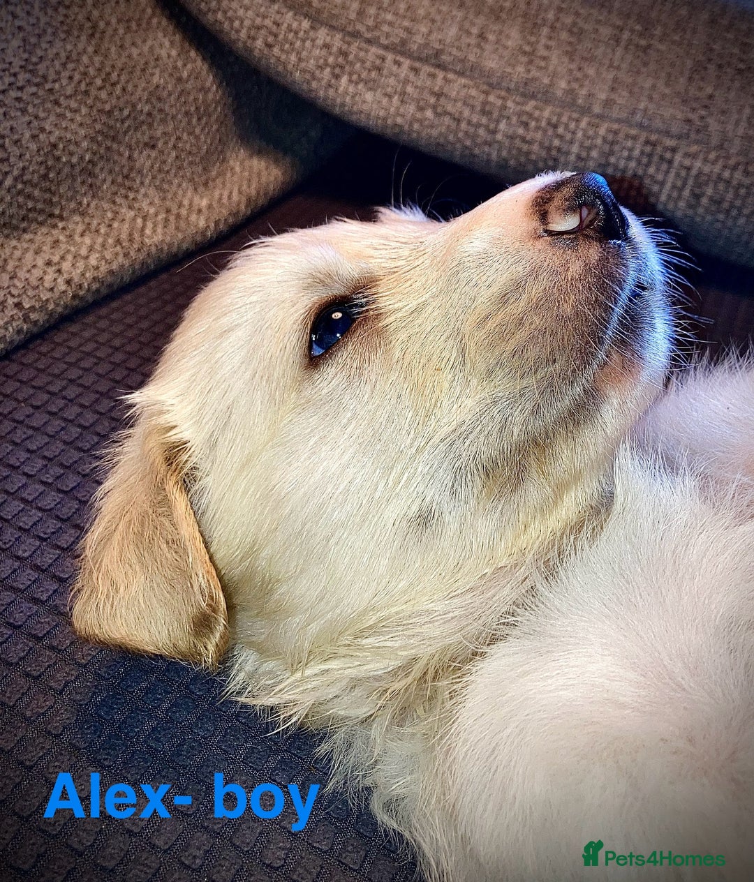 Mixed Breed dogs for sale: Golden retriever cross welsh collie  - Image 15