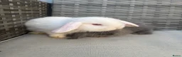 Mini Lop rabbits for sale: Two minilop bunnies for sale in Manchester - Advert 6