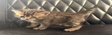 Bengal 3