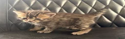 Bengal cats for sale: Bengal kittens  - Advert 2