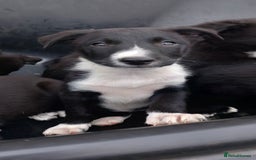 Border Collie dogs for sale: 7 adorable puppies available NOW - Image 4