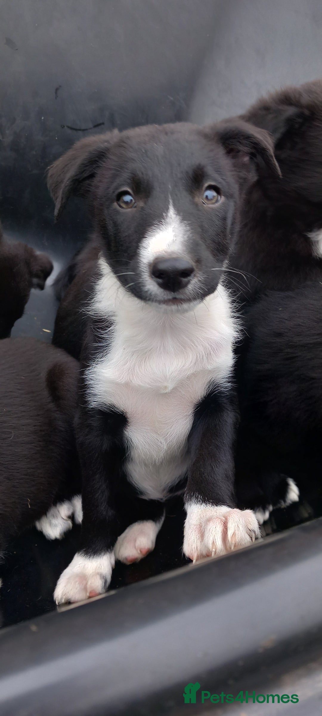 Border Collie dogs for sale: 7 adorable puppies available NOW - Image 4