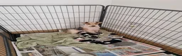 Fox Terrier dogs for sale: Wire fox terrier puppies  - Advert 1