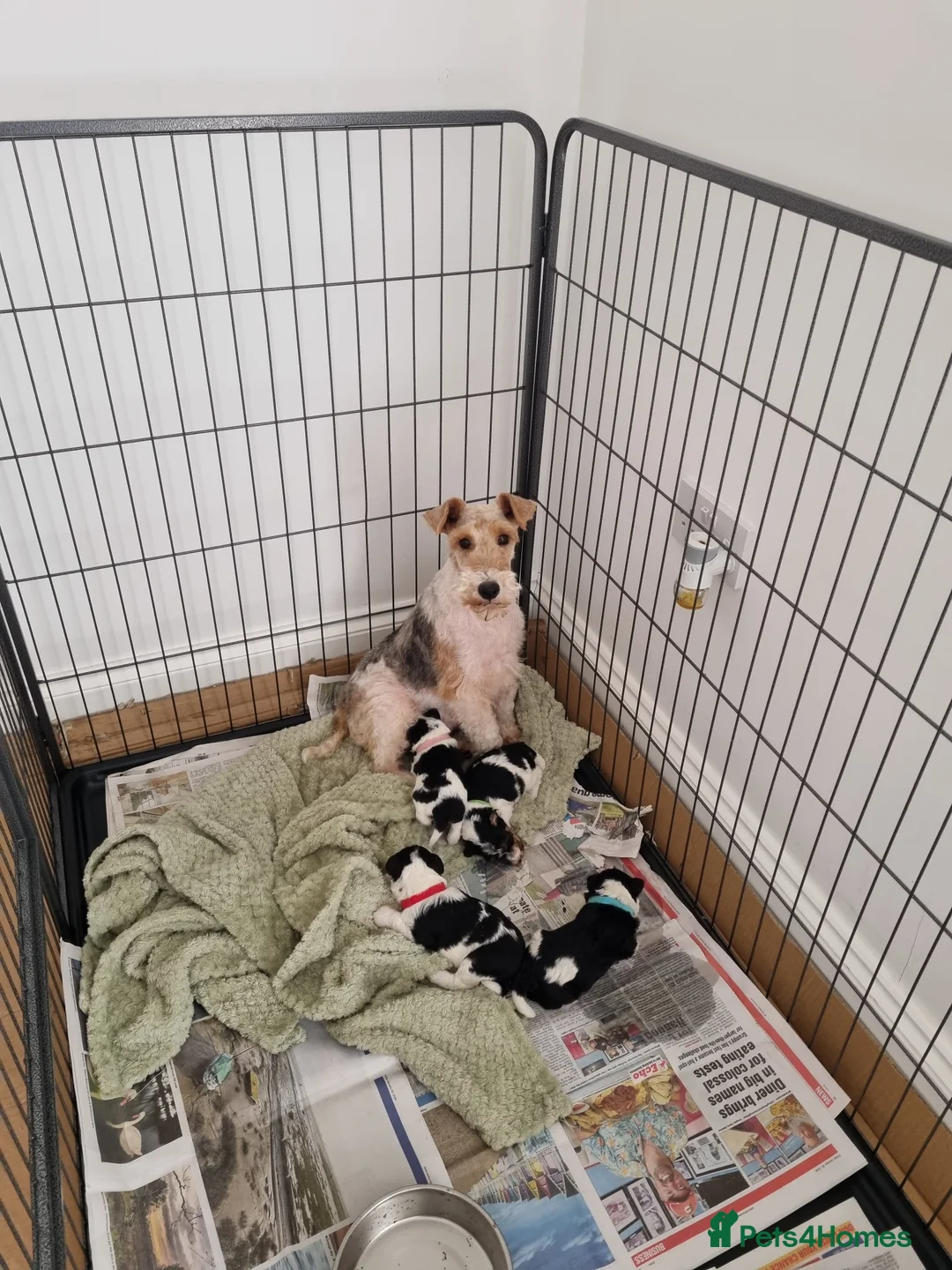 Fox Terrier dogs for sale: Wire fox terrier puppies  - Advert 1