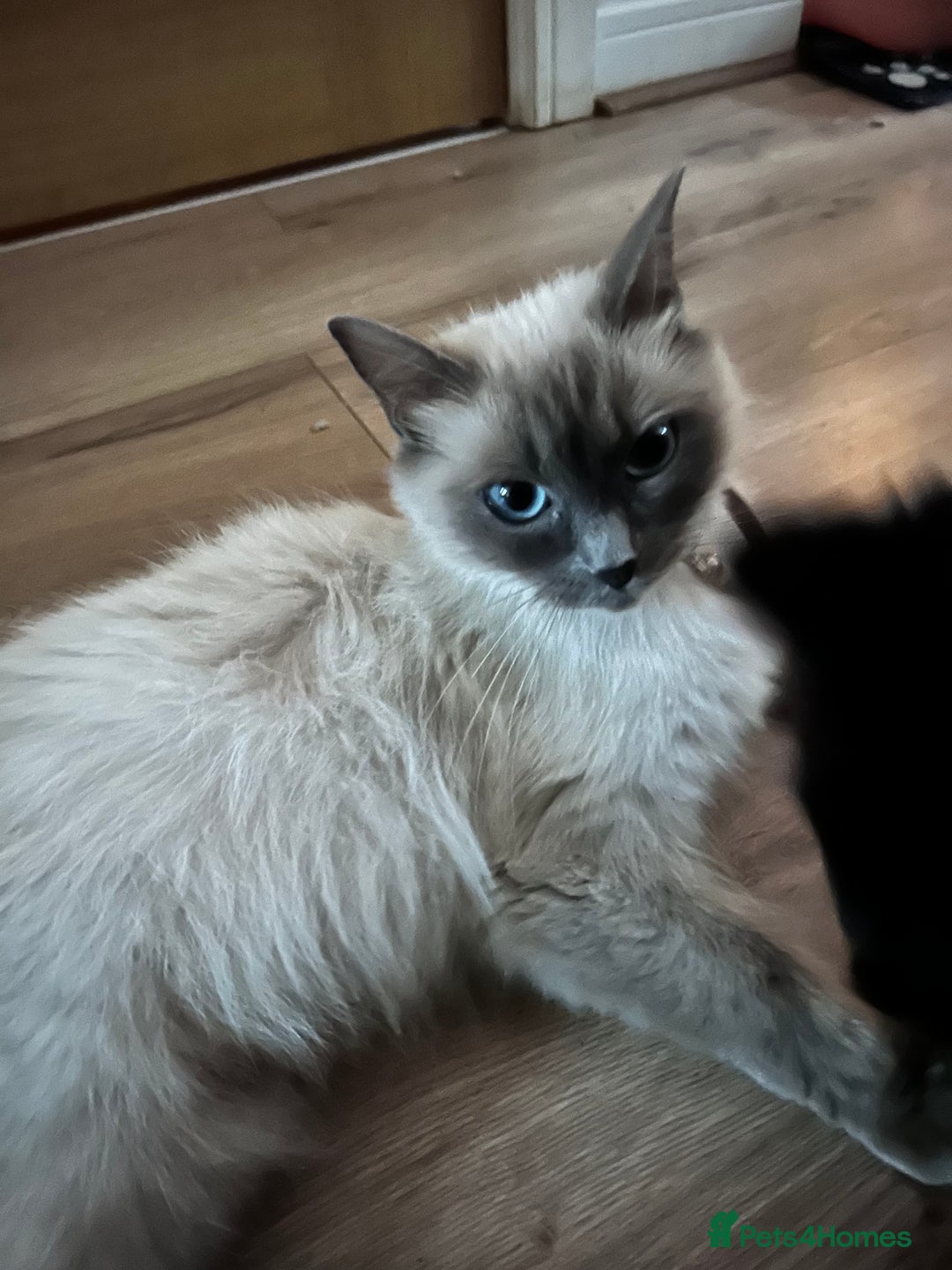 Mixed Breed cats for sale: Ragdoll x breed - Image 2