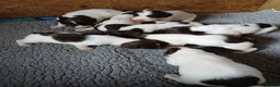 English Springer Spaniel dogs for sale: Springer spaniel pups - Advert 5