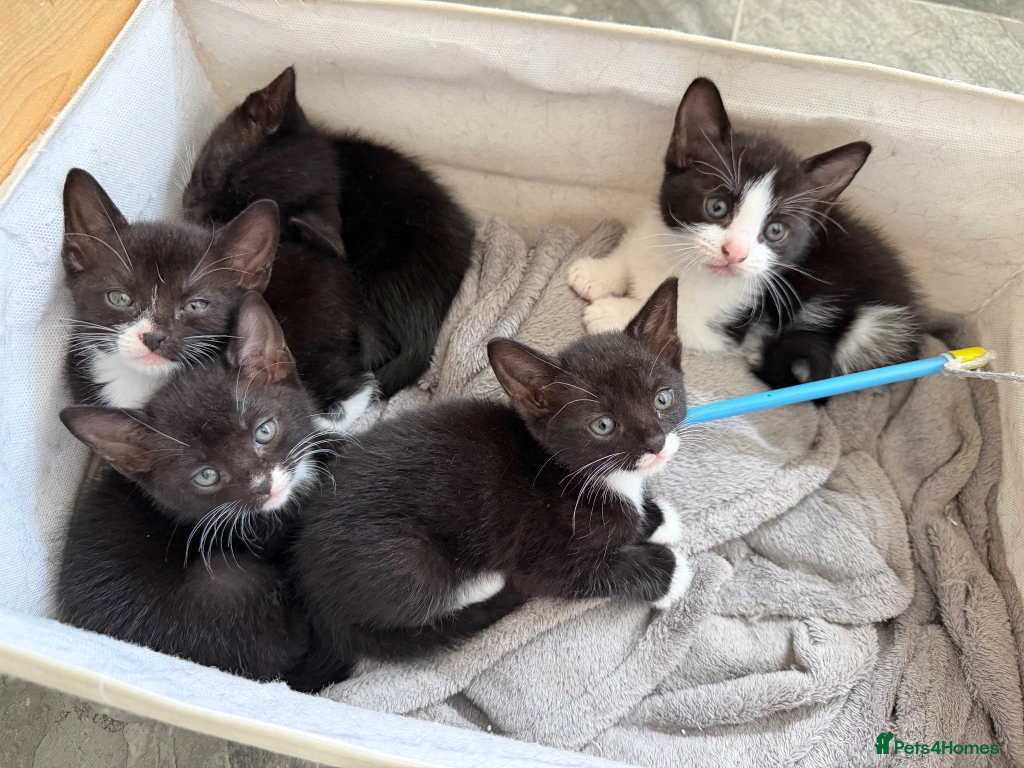 Mixed Breed cats Kittens  - Advert 1