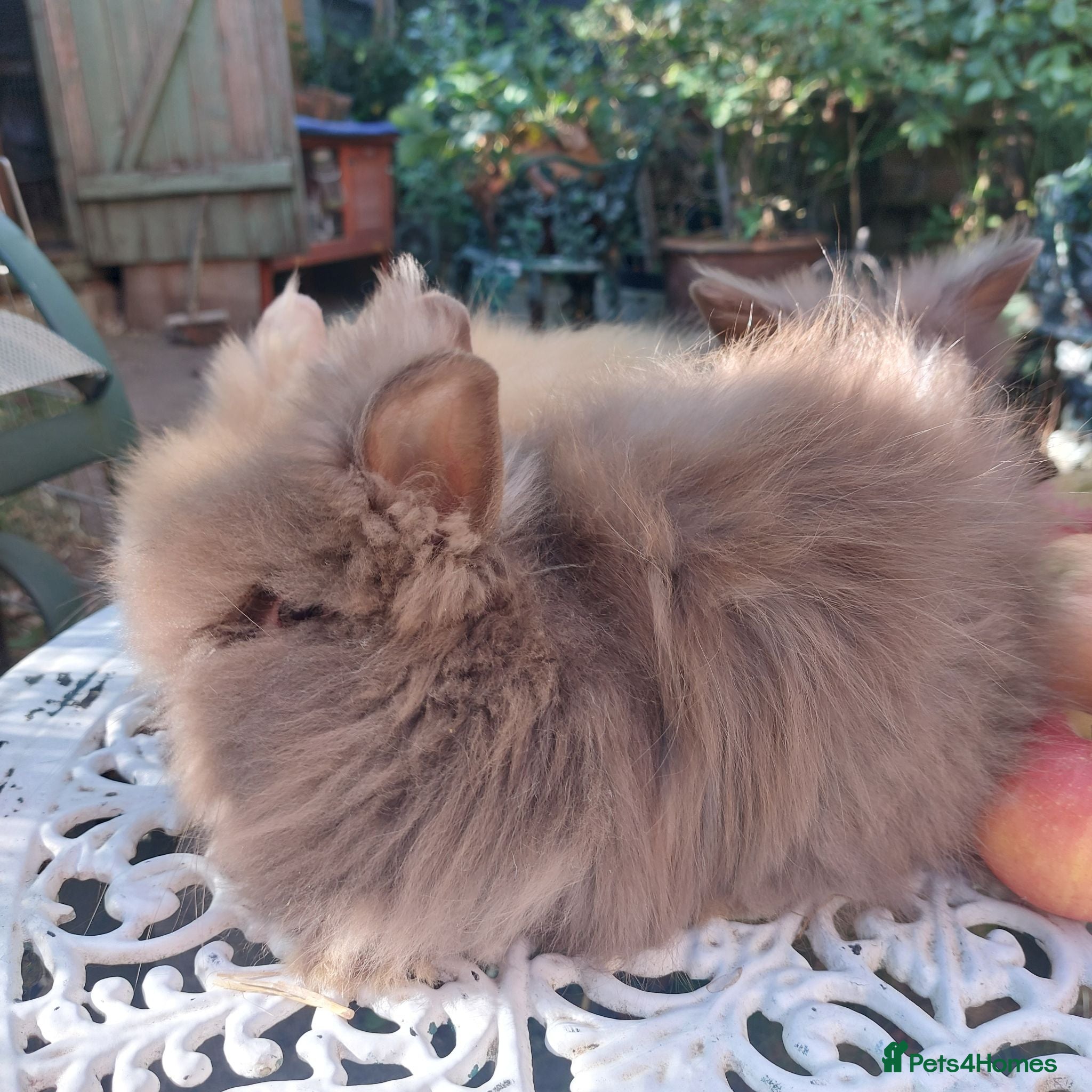 Lionhead rabbits PUREBRED DOUBLE/TEDDY LION HEAD BABIES  - Advert 2