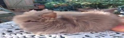 Lionhead rabbits for sale: PUREBRED DOUBLE/TEDDY LION HEAD BABIES  - Advert 12