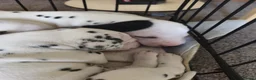 Dalmatian dogs for sale: Kc pups  - Advert 7