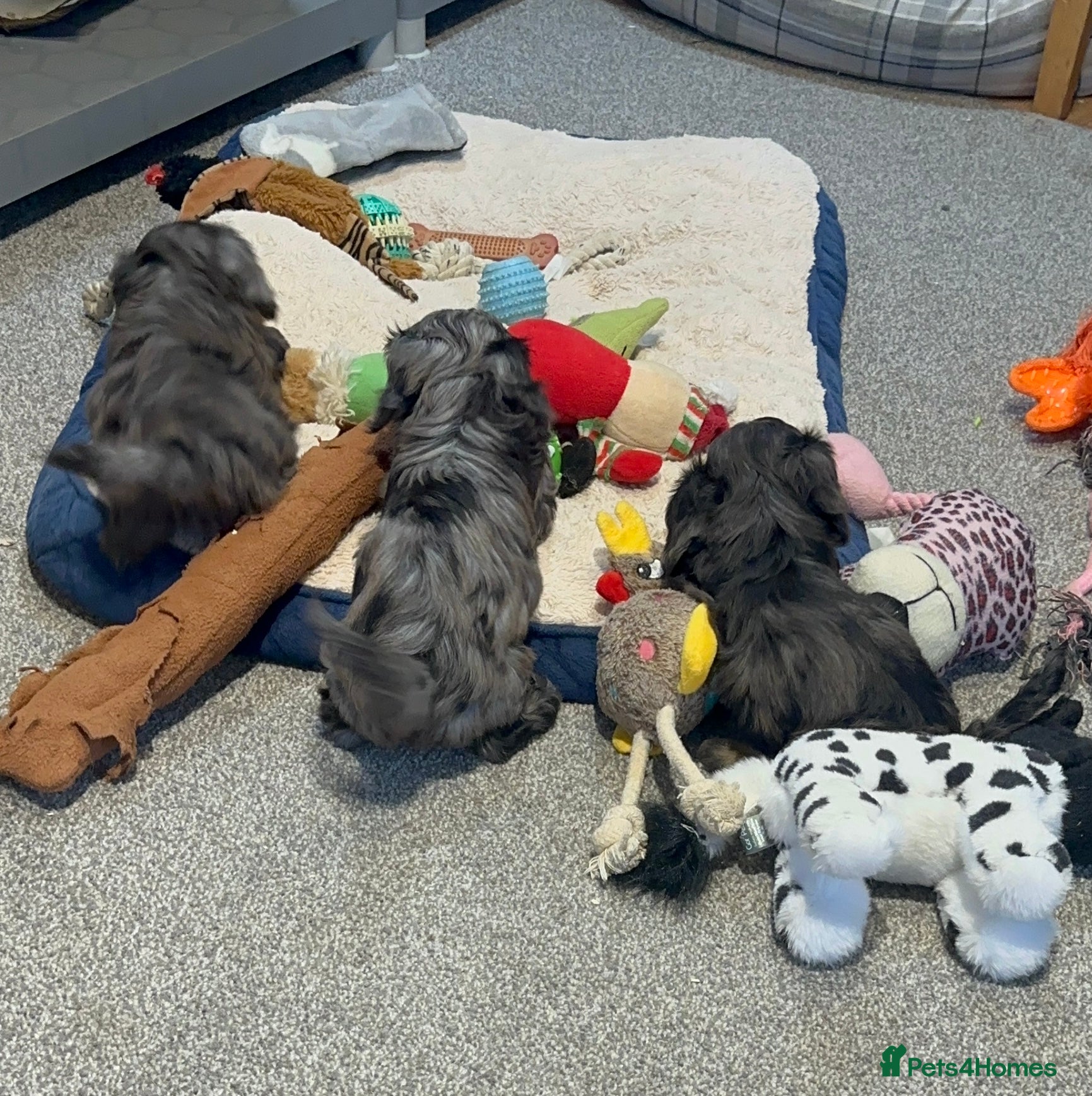 Doxiepoo dogs for sale: Stunning dachshund/poodle pups - Advert 21