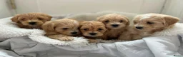 Maltipoo dogs for sale: Adorable Maltipoo Puppies  - Advert 2