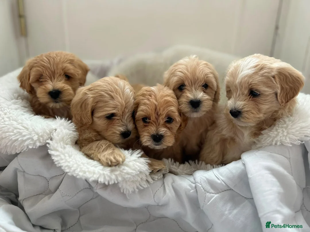 Maltipoo dogs for sale: Adorable Maltipoo Puppies  - Advert 2
