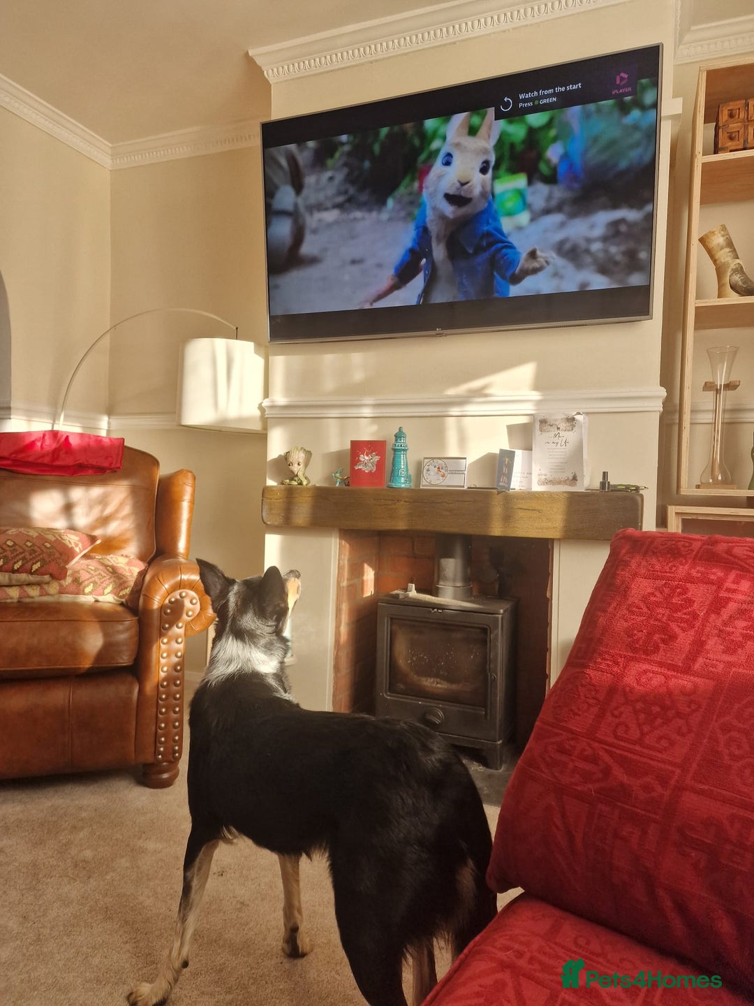 Border Collie dogs for sale: Loving 2yo Border Collie - Great with Kids - Advert 7