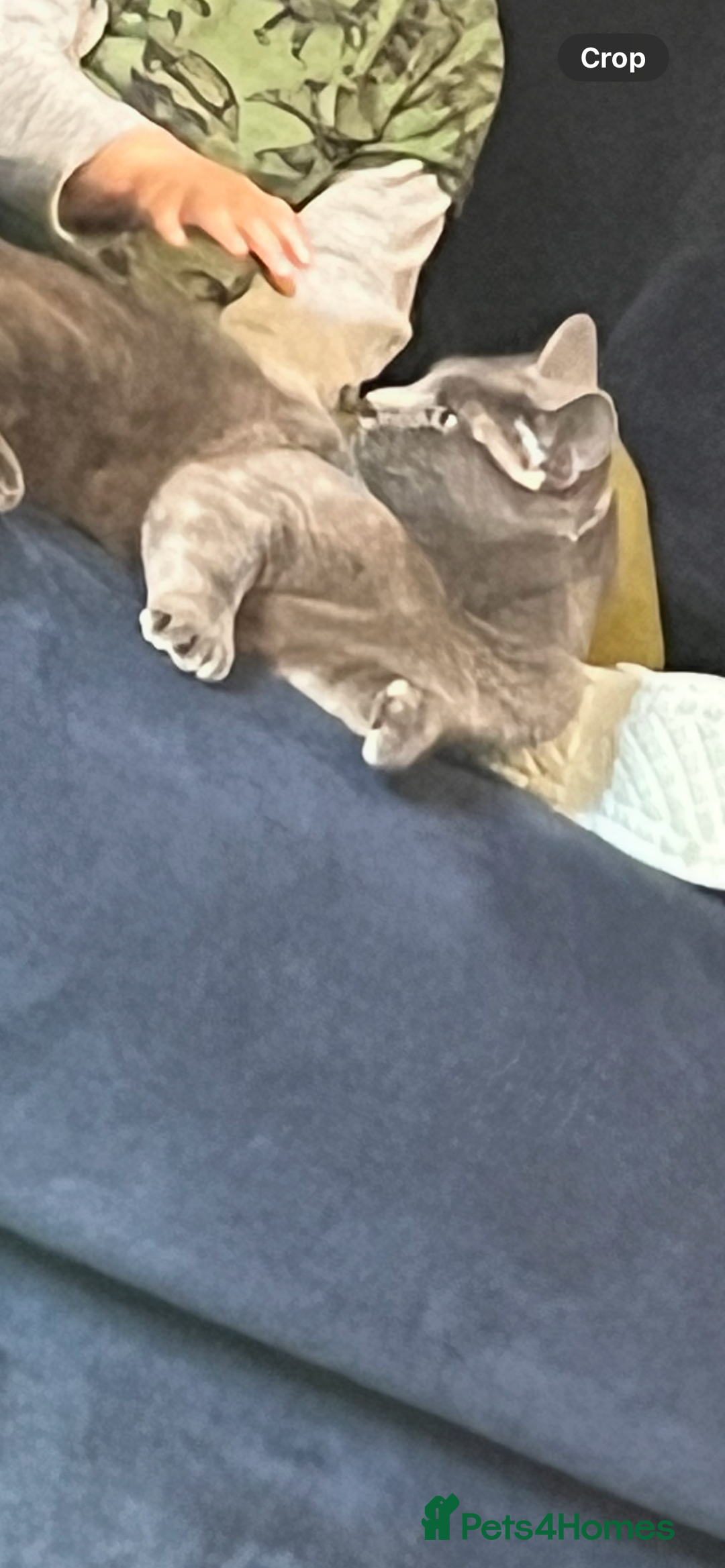 Russian Blue cats for sale: Blue Russian cat age 2 years  - Image 3