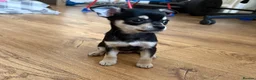 Mixed Breed dogs for sale: Minnie – Beautiful 13 Week Old Girl Puppy 💕 - Advert 8